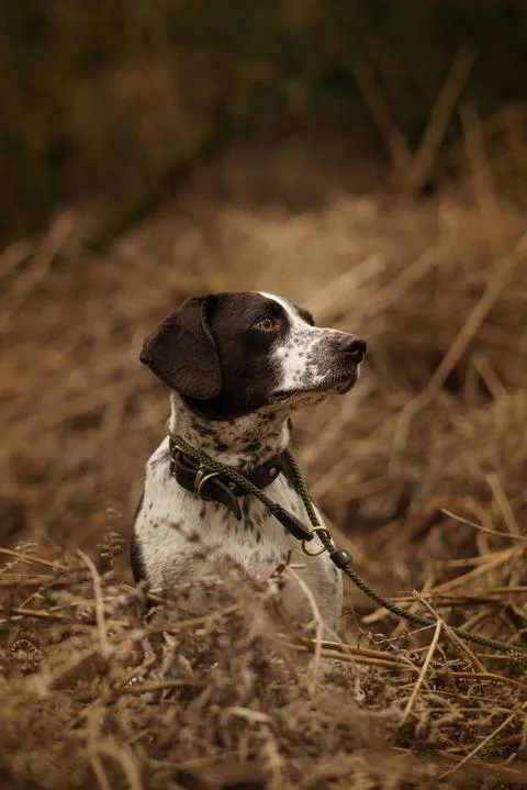 Handmade Traditional Gundog Slip Lead - Solid Brass and Leather with Black or Olive Nylon Rope