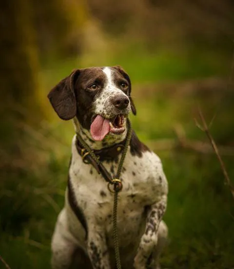 Handmade Traditional Gundog Slip Lead - Solid Brass and Leather with Black or Olive Nylon Rope